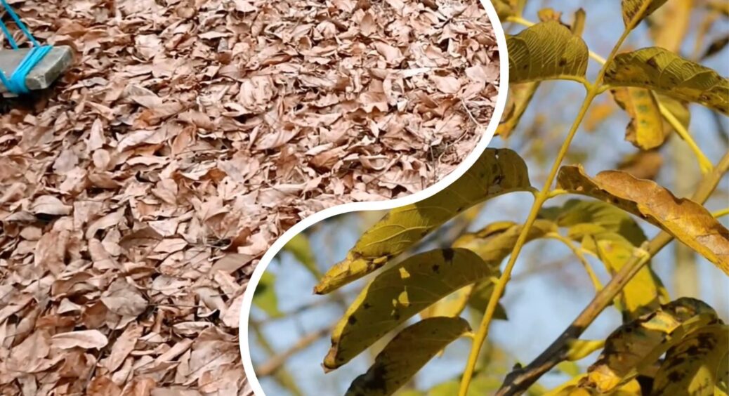 Одні сусіди спалюють, інші – вивозять тачками, а я збираю листя горіха і маю 3 мішки “радості” для городу 