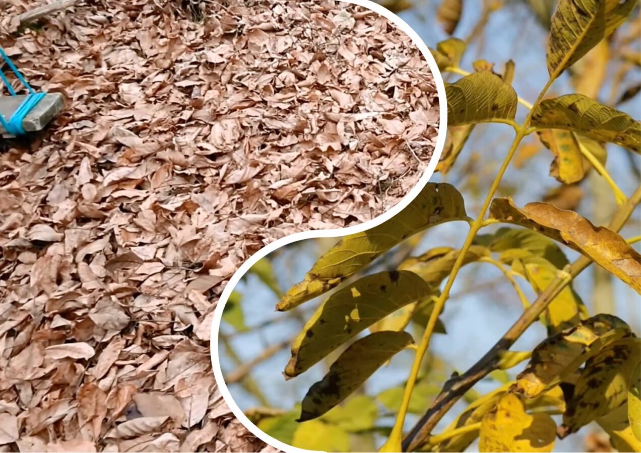 Городники розповіли, як використати листя горіха на городі
