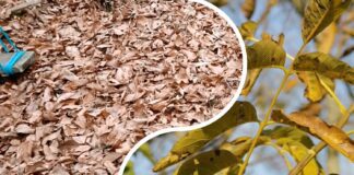 Городники розповіли, як використати листя горіха на городі
