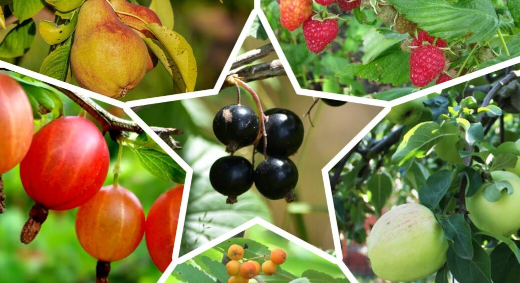 Бабуся каже, що ще є час: 6 рослин, які можна ще висадити в листопаді 2025 – встигніть, поки не замерз ґрунт 