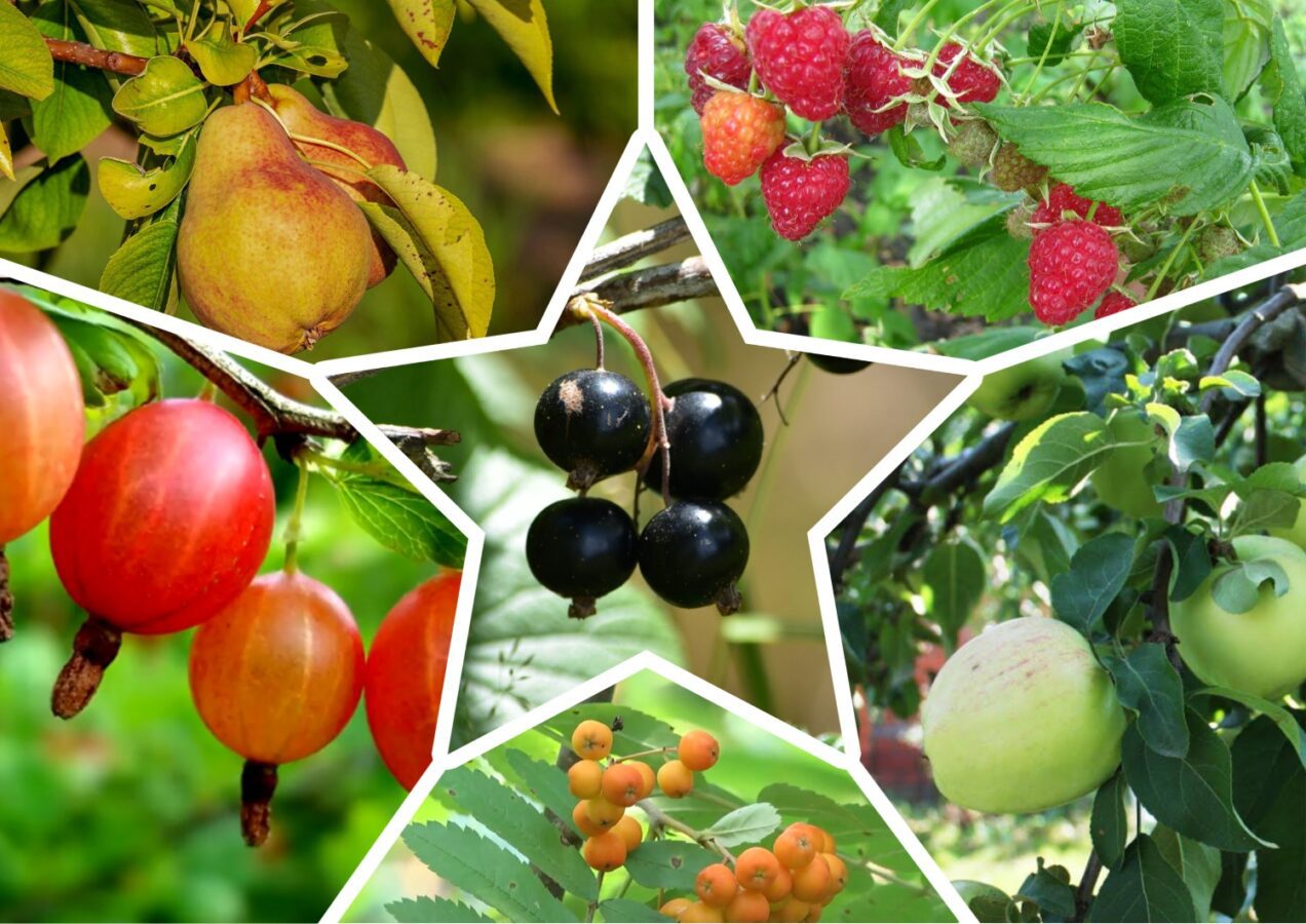 Агрономи розповіли, які культури можна посадити у листопаді