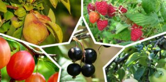 Агрономи розповіли, які культури можна посадити у листопаді