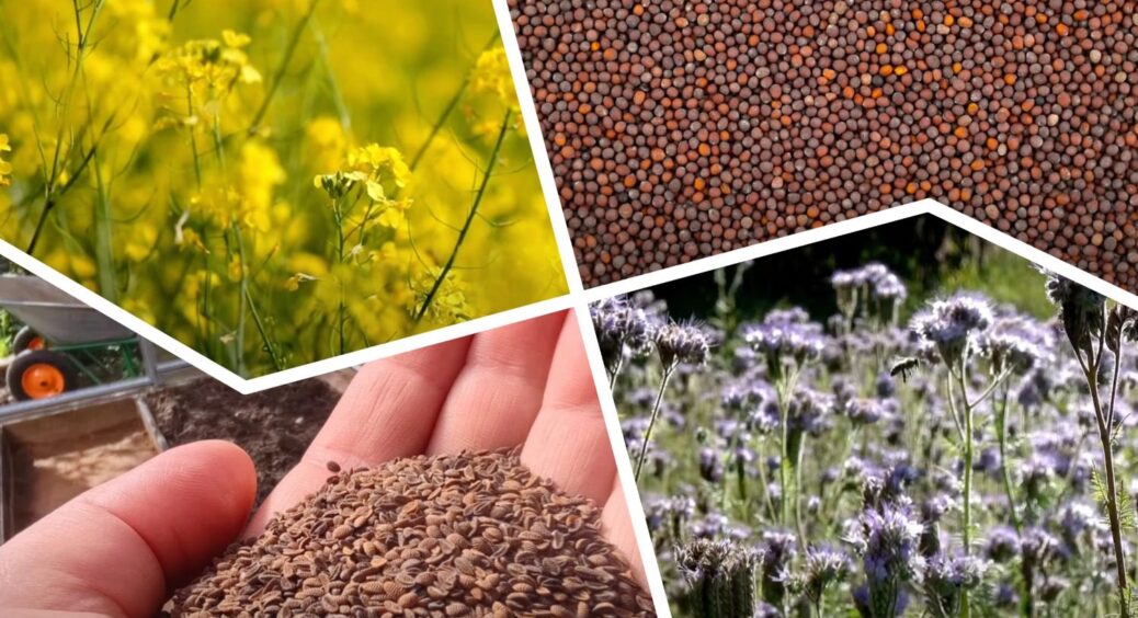 2 сидерати, які я сію навіть взимку: це “добро” проростає за милу душу – овочі подякують за такий догляд 