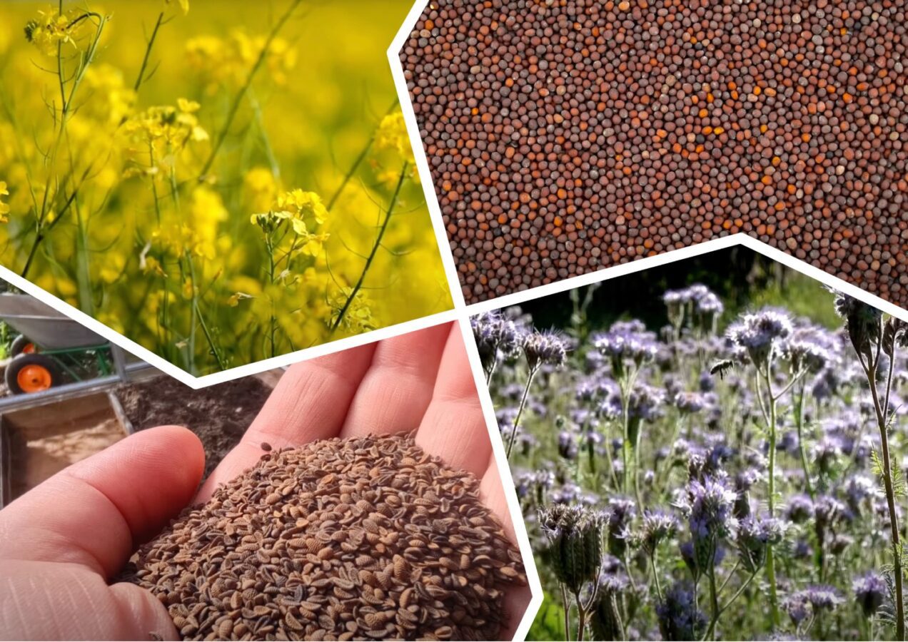 2 сидерати, які я сію навіть взимку: це “добро” проростає за милу душу – овочі подякують за такий догляд