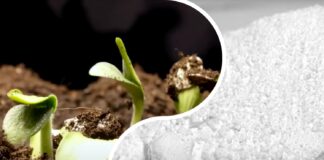 Городники розповіли коли і навіщо робити вапнування ґрунту