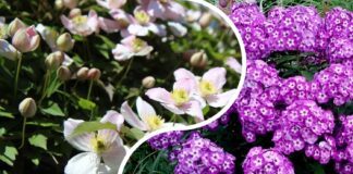 Садівники розповіли, які багаторічники можна посіяти під зиму