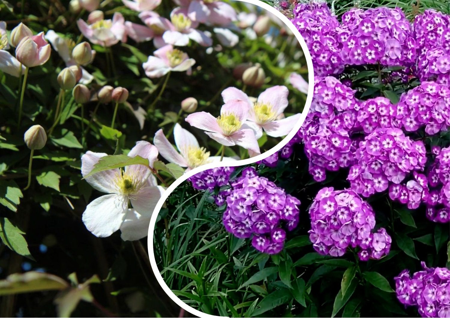 Садівники розповіли, які багаторічники можна посіяти під зиму