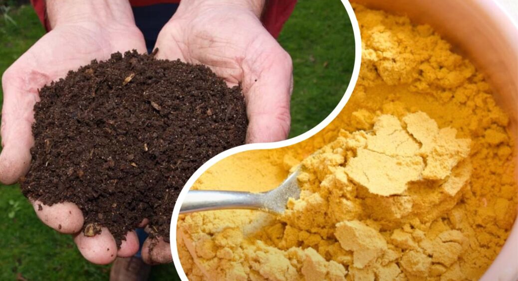 Восени завжди сиплю по 2 ложки гірчиці в компост: земля пухка, без паразитів і запаху – сусіди не вірять 