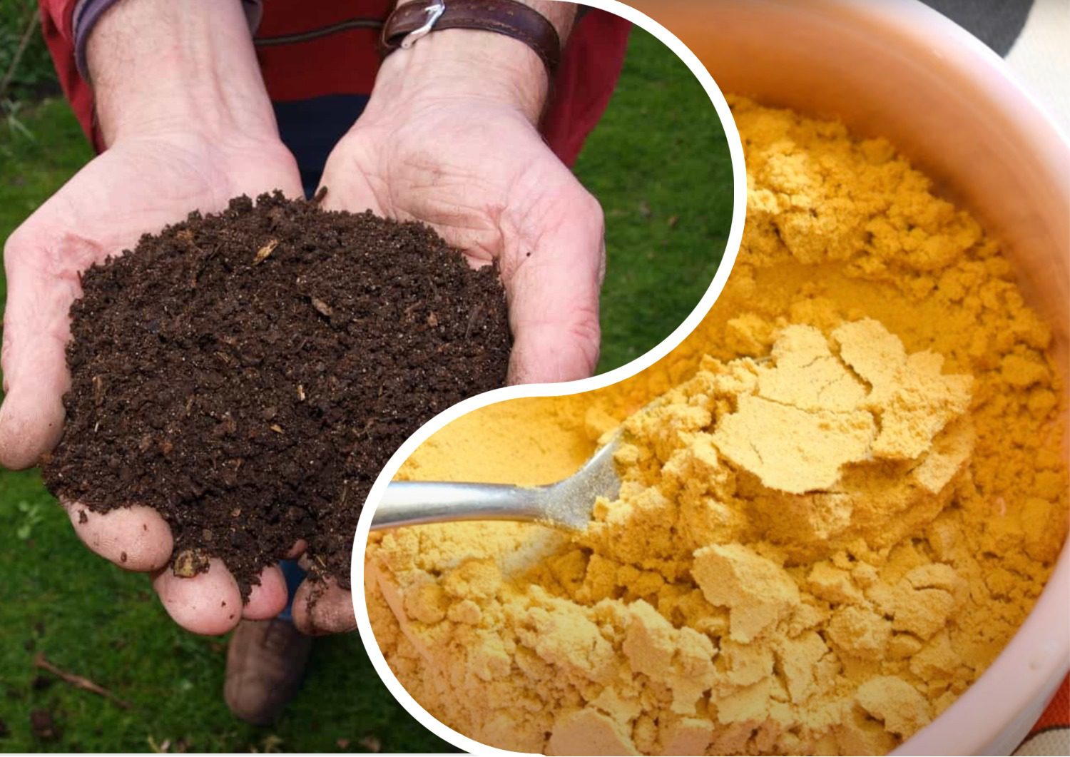 Городники розповіли, навіщо додавати гірчицю у компост 