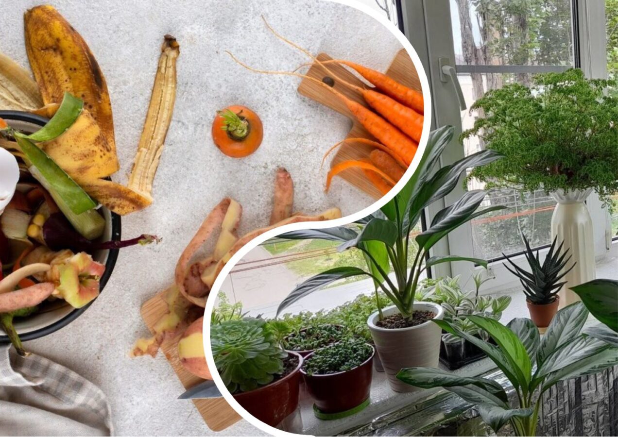 Квітникарі розповіли, як підживити кімнатні рослини без жодних витрат