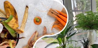 Квітникарі розповіли, як підживити кімнатні рослини без жодних витрат