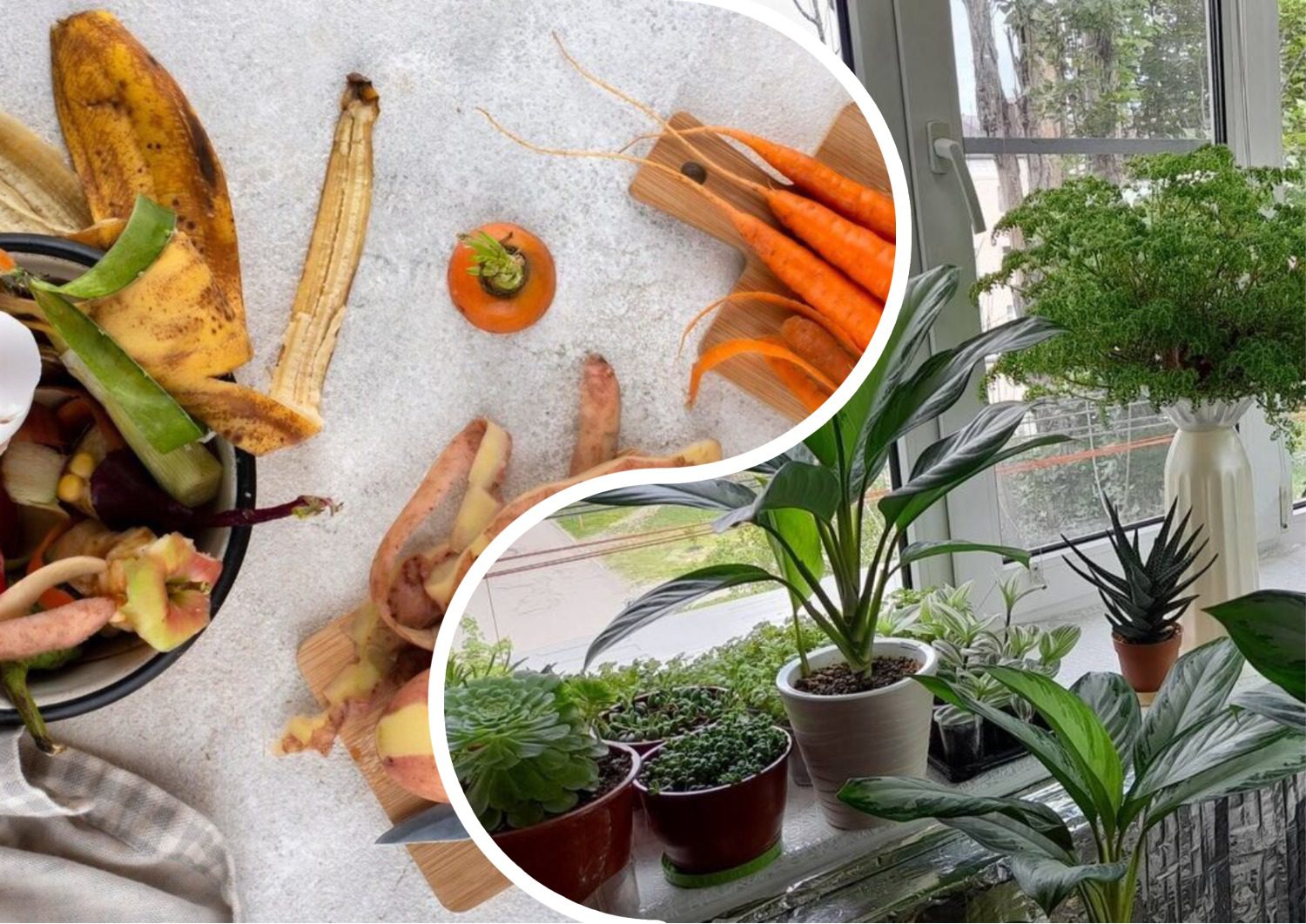 Квітникарі розповіли, як підживити кімнатні рослини без жодних витрат