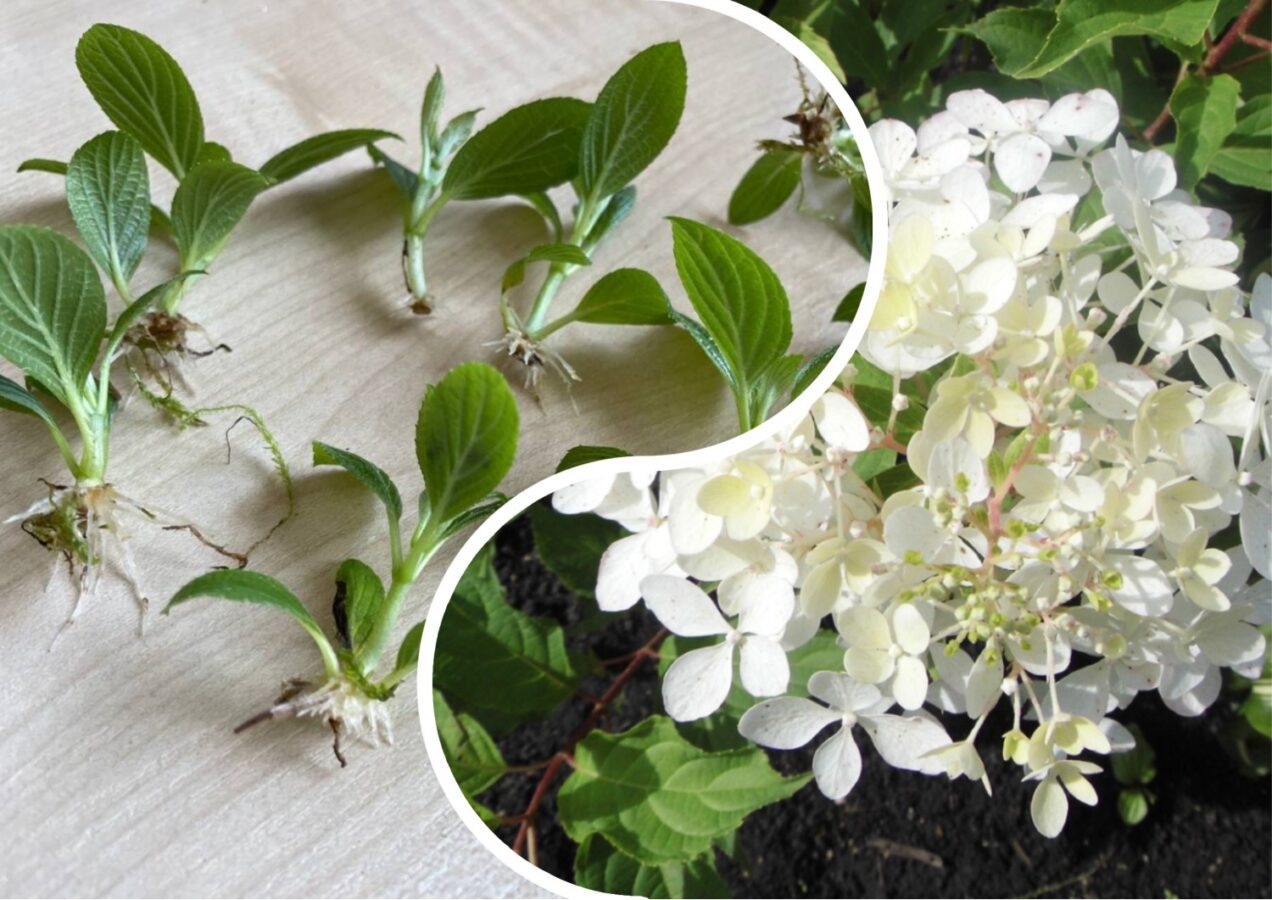 Як живцювати гортензії