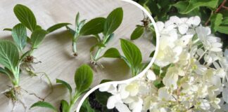 Як живцювати гортензії
