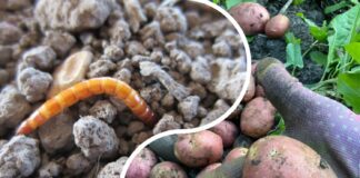 Як позбутись від дротяника на ділянці