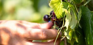 Садівники розповіли про найкращу схему осінньої обрізки смородини