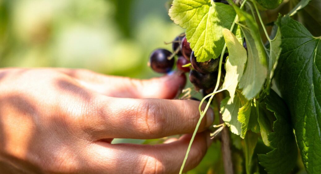 Збираю з кожного куща смородини по відру ягід: схема обрізки, про яку мовчать садівники та не знають сусіди 