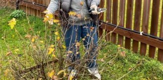 Городники розповіли, як правильно обрізати смородину, щоб вона була крупною 