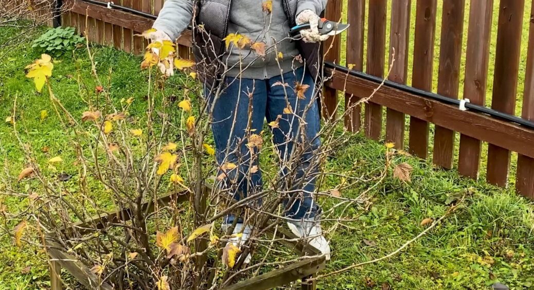 Дідусева “схема”: перед морозами обробляю смородину розчином із 2-х компонентів – ягоди виростуть смачнющі 