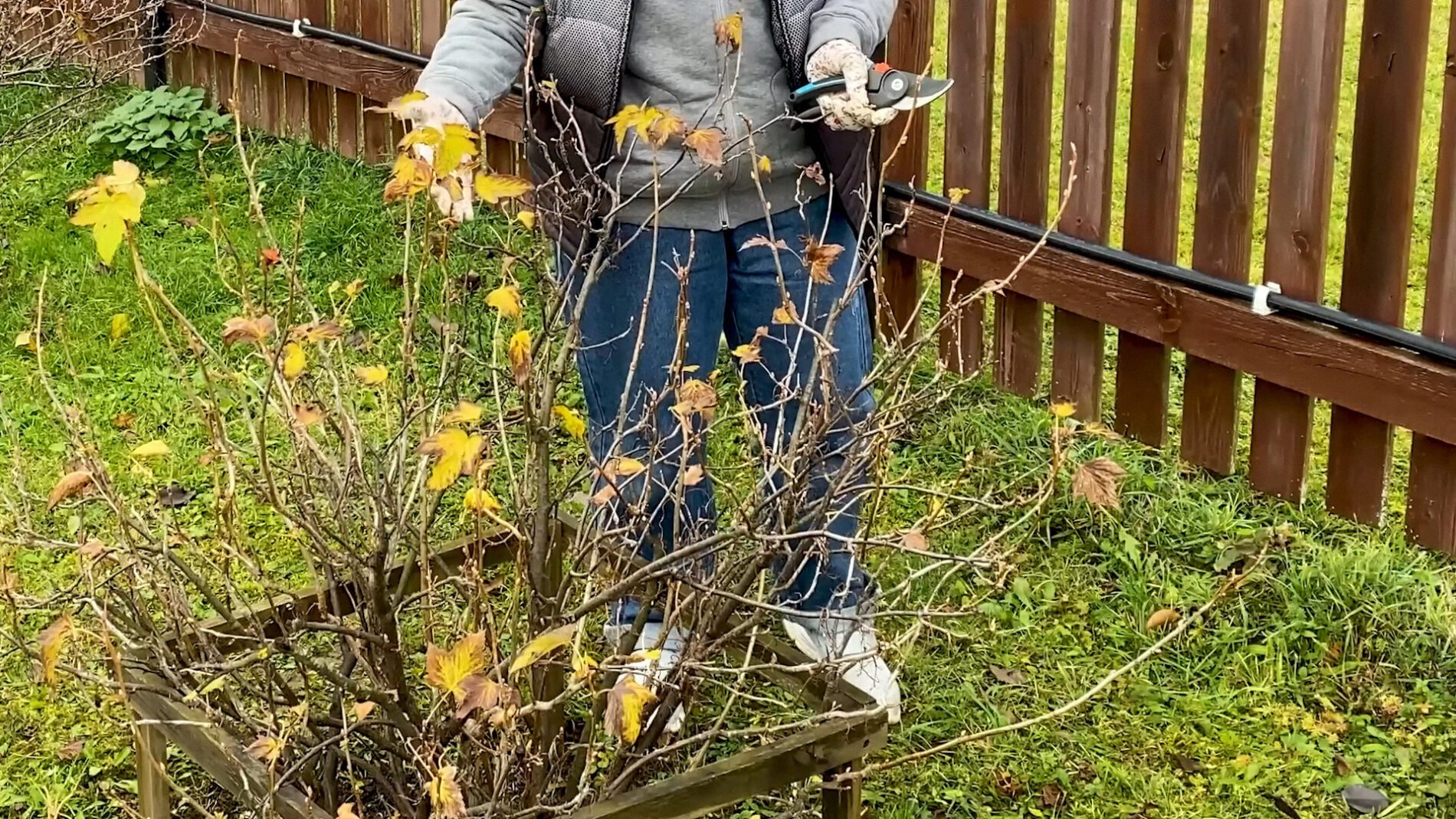 Городники розповіли, як правильно обрізати смородину, щоб вона була крупною 