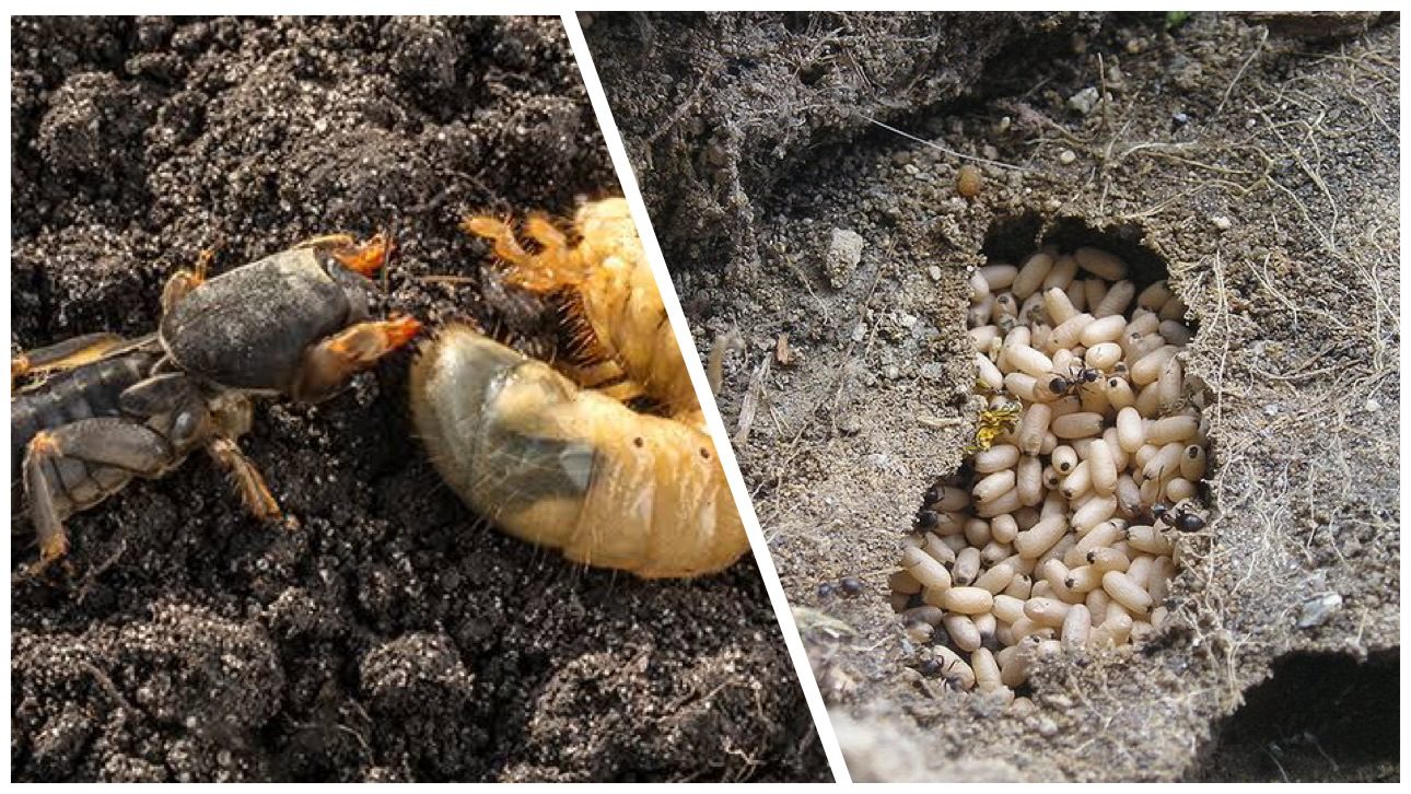 Городники розповіли, як зробити на зиму пастки від капустянок 