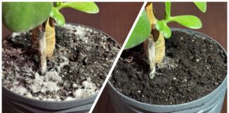 Господині розповіли, як доглядати за кімнатними квітами взимку 