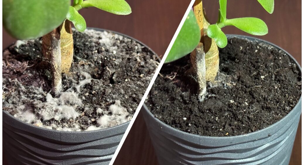 Ґрунт у Красулі вкрився цвіллю, але я не поспішала пересаджувати: 3 прості поради допомогли позбутися грибка 