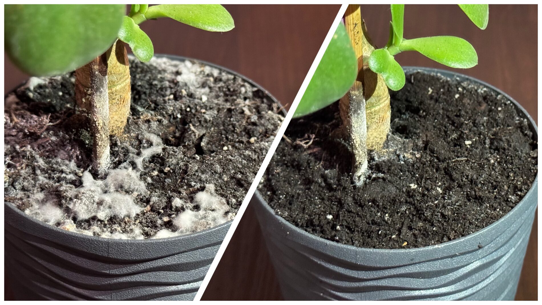 Господині розповіли, чому пліснявіє ґрунт у кімнатних квітах і як це виправити 