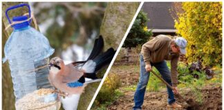 Дачники розповіли, як годівнички для птахів допомагають на городі 