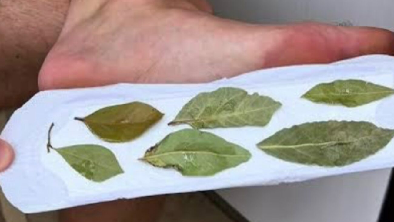 Господині розповіли, як використовувати олію чайного дерева у побуті  