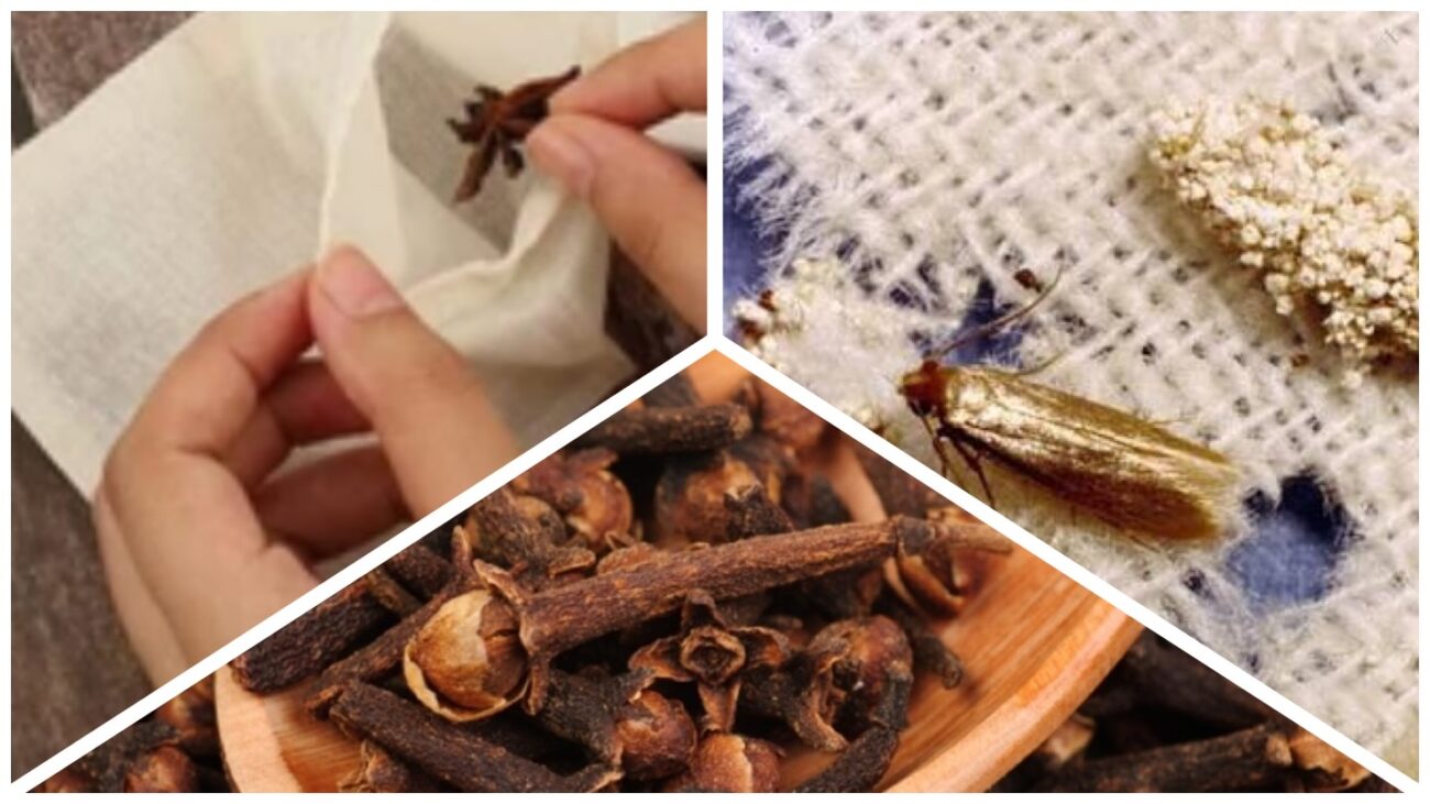 Господині розповіли, які пряності допоможуть позбутися молі у шафі