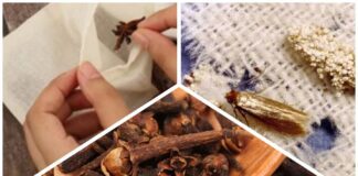 Господині розповіли, які пряності допоможуть позбутися молі у шафі 