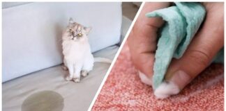 Господині розповіли, як вивести неприємний запах з меблів після тварин 