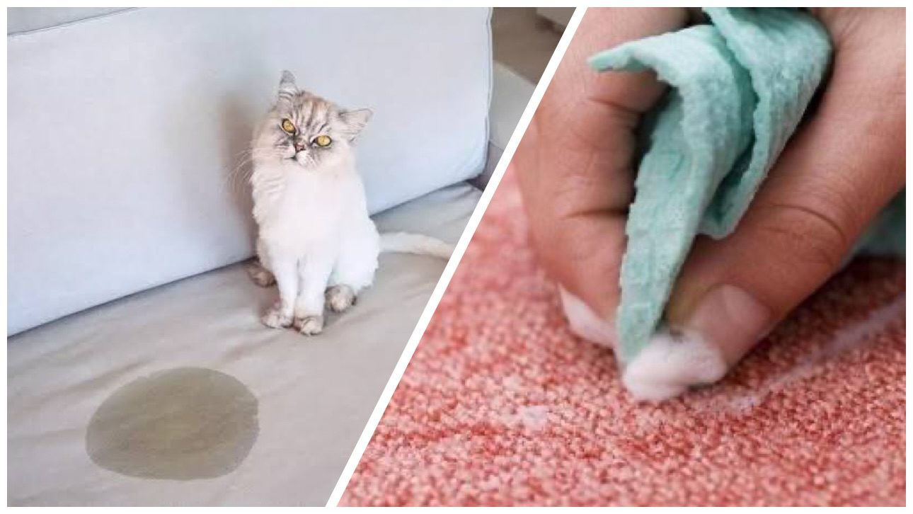 Господині розповіли, як вивести неприємний запах з меблів після тварин 