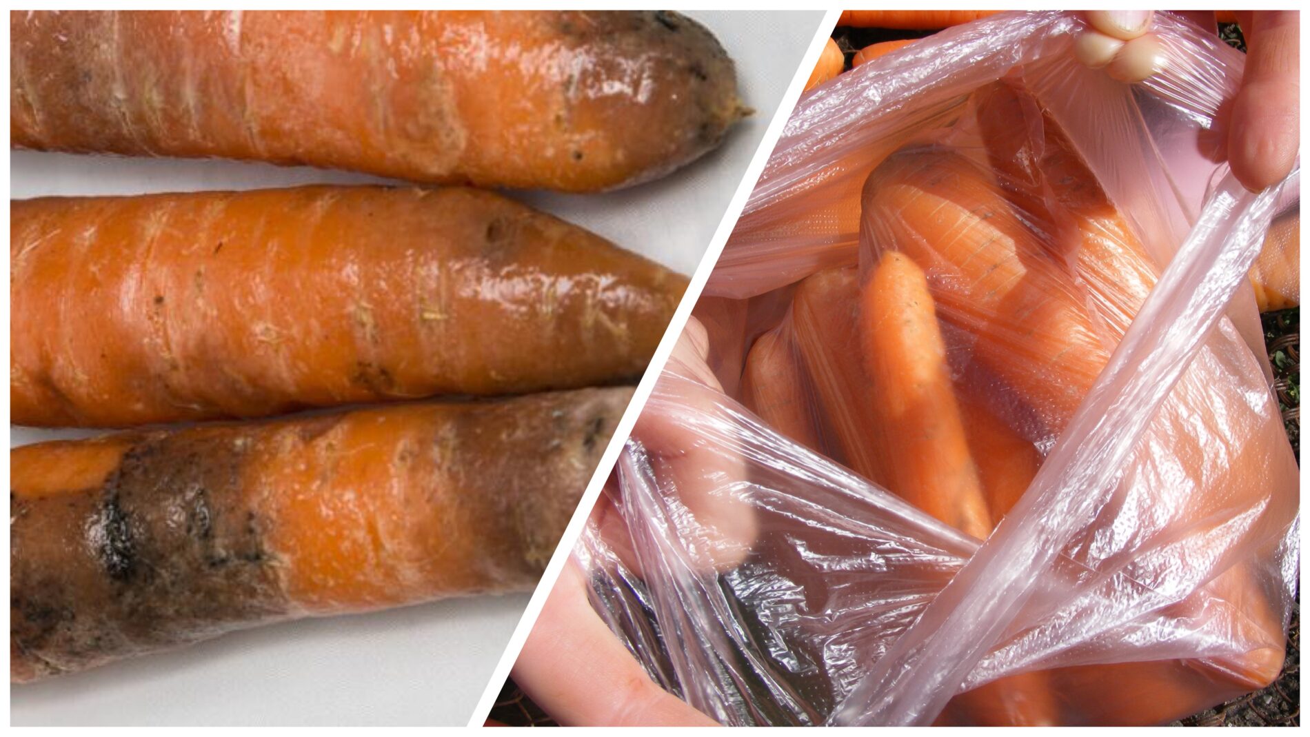 Господині розповіли, як зберігати моркву, щоб вона не пліснявіла 