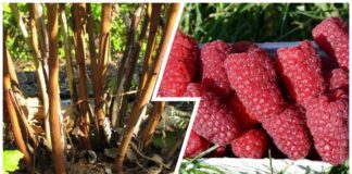 Городники розповіли, як восени підживлювати малину, щоб влітку збільшити врожай 