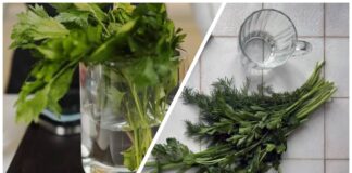Господині розповіли, як зберегти зелень свіжою протягом кількох тижнів 