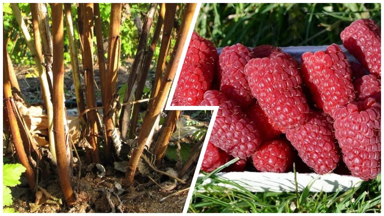 Городники розповіли, як восени підживлювати малину, щоб влітку збільшити врожай 