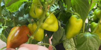 Експерти розповіли, як виростити солодкий перець вдома взимку