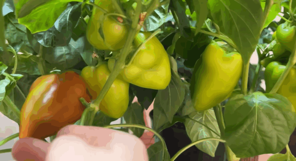 Вирощую перець взимку у 5-літрових горщиках: кущі по 30 см дають хвилі врожаю – метод “на випередження” 