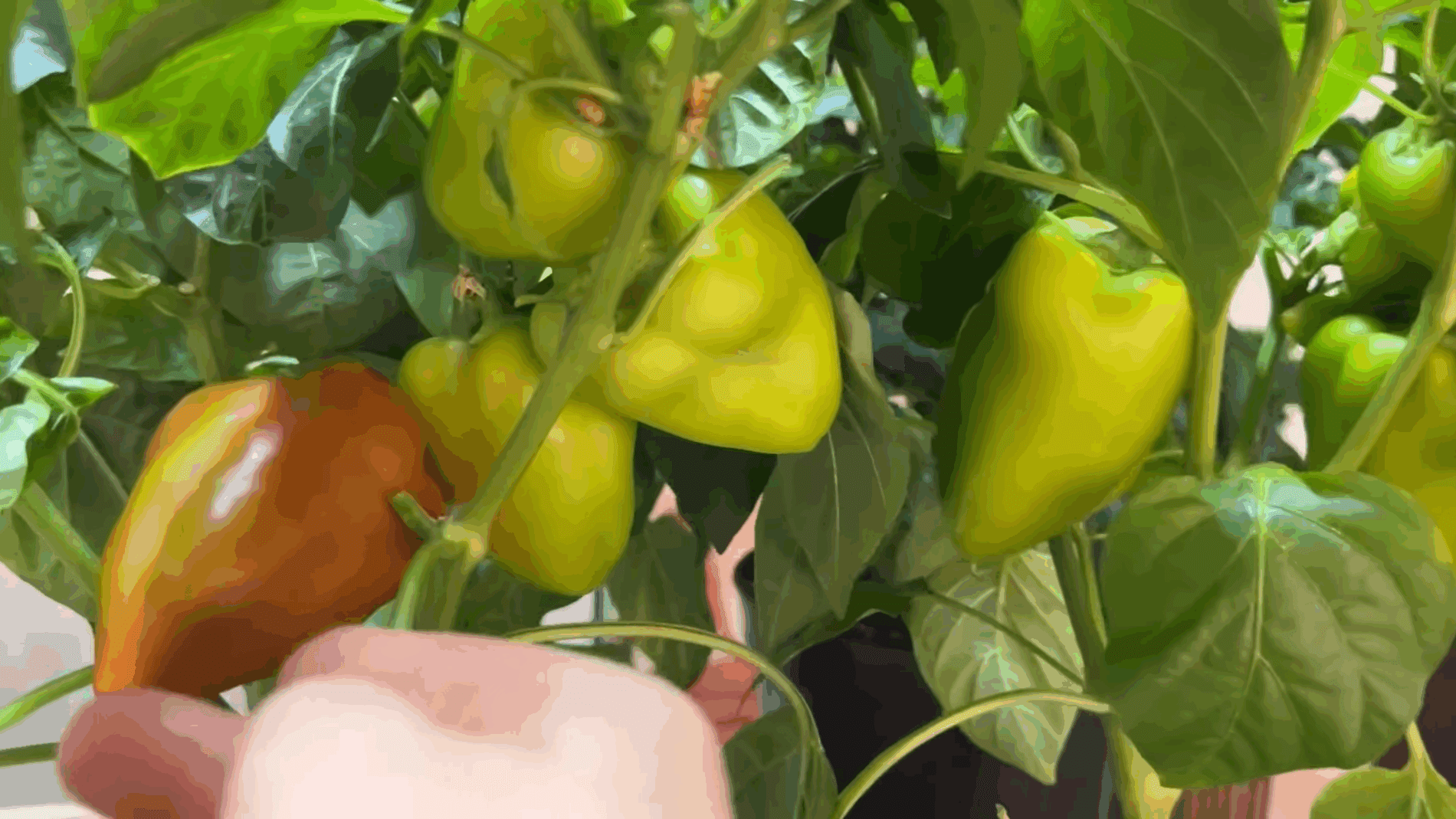 Експерти розповіли, як виростити солодкий перець вдома взимку