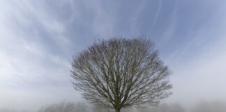 Експерти розповіли, як проводити обробку саду восени