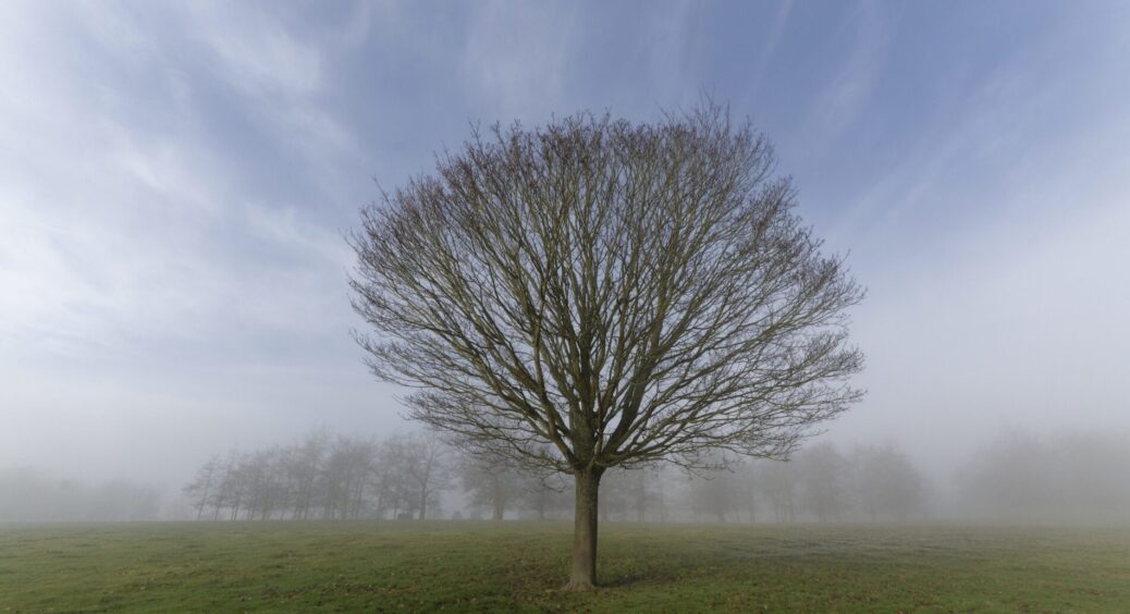 Сусідка Віра посадила 1 з цих дерев – тепер блискавки так і цілять у нього: список рослин НЕ для двору 