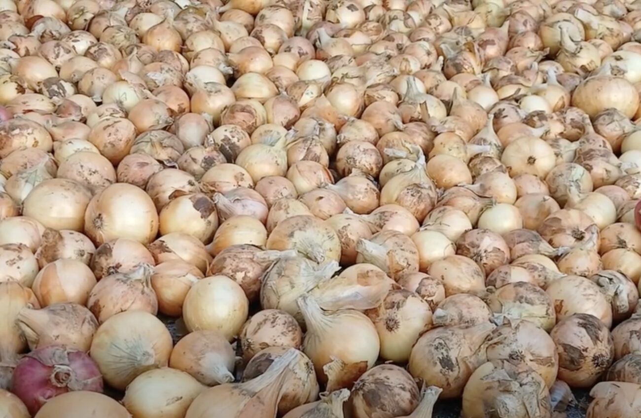 Городники назвали найкращі сорти озимої цибулі