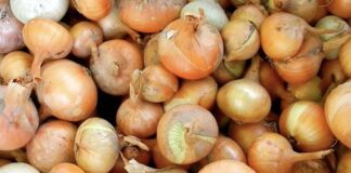 Городники назвали спосіб визначення глибини для посадки озимої цибулі 