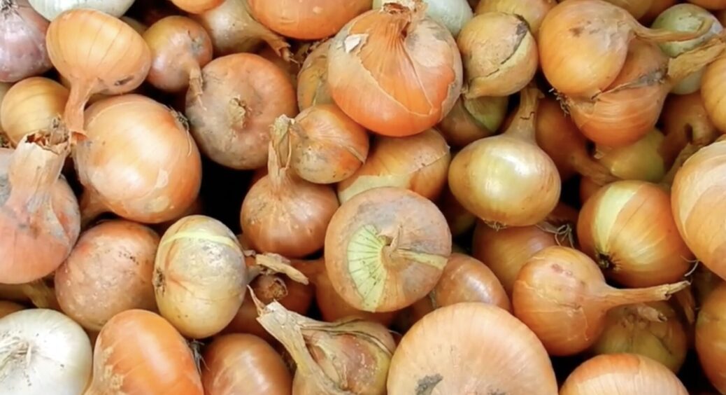 Є 1 правило: як визначити на око, на яку глибину закладати сіянку озимої цибулі, щоб не стрілкувалася 