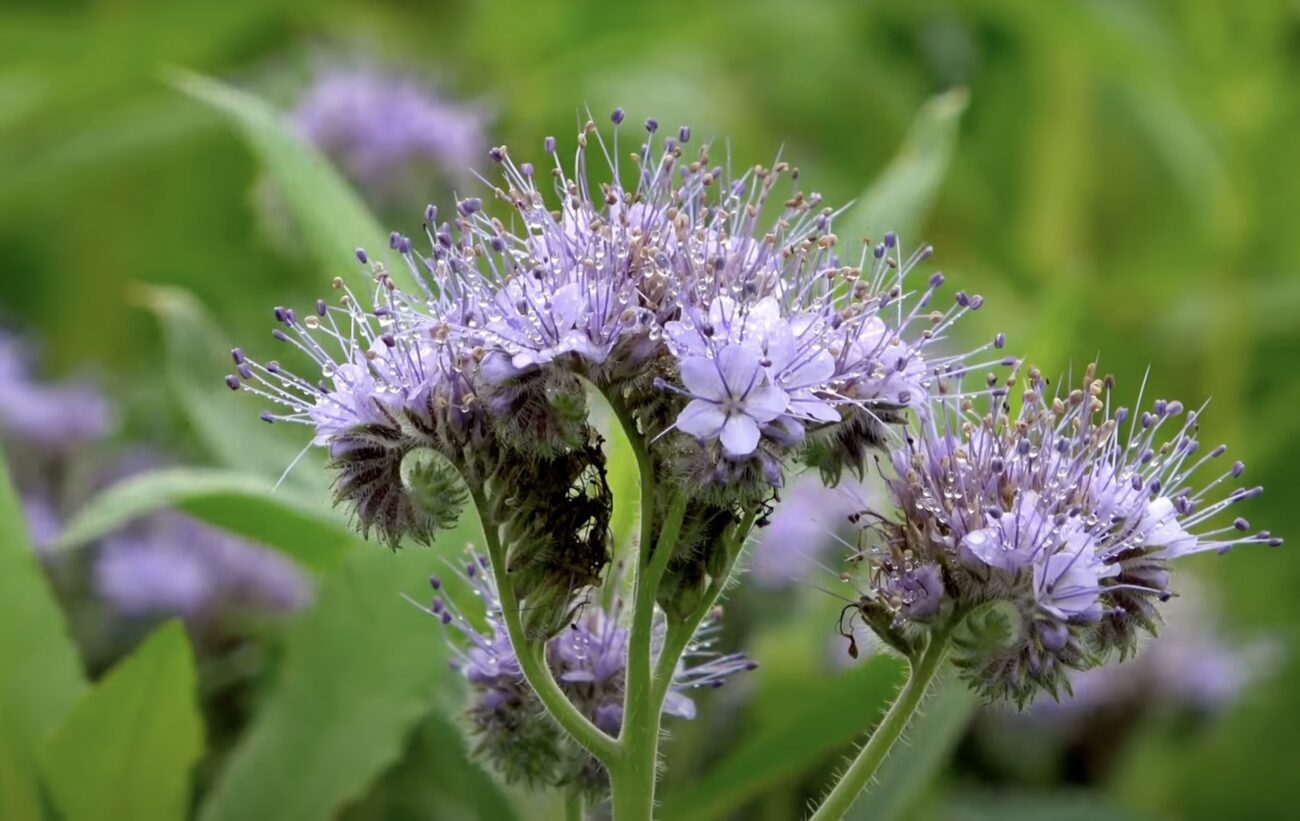 Городники розповіли, які сидерати можна сіяти навіть узимку