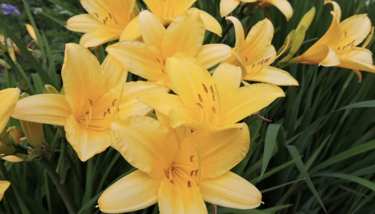 Садівники розповіли, які багаторічники можна посіяти під зиму