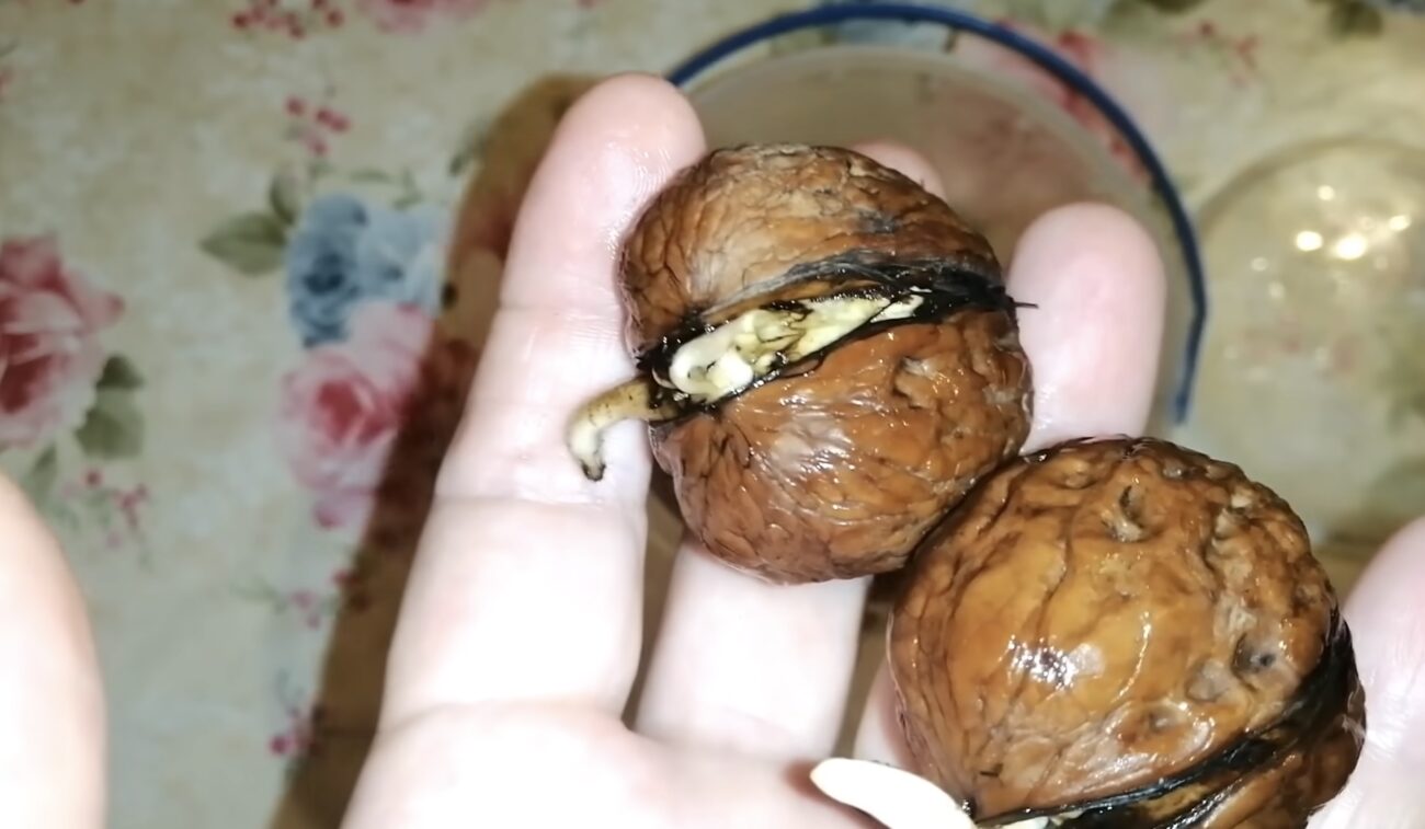 Садівники розповіли, як виростити волоський горіх з горішка