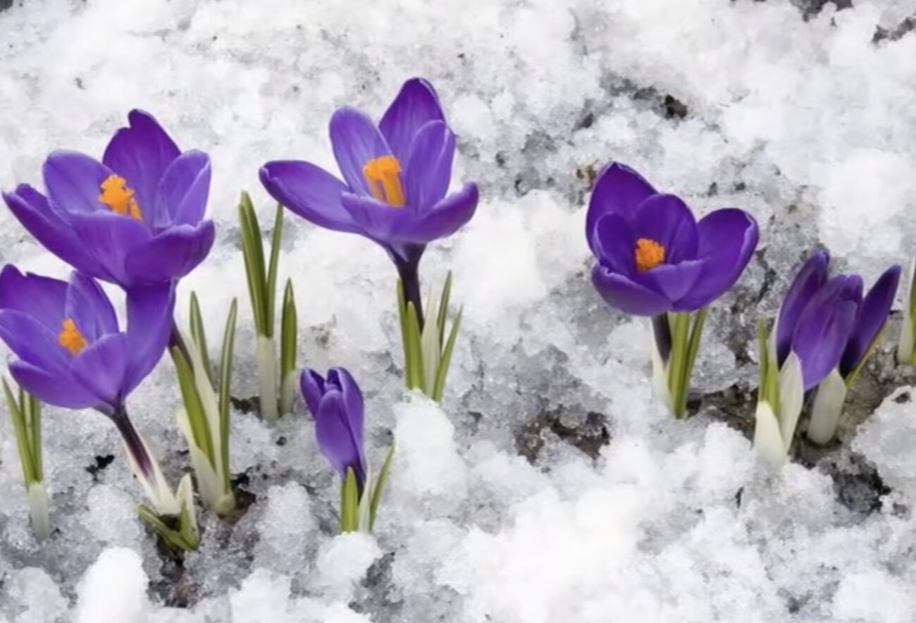 Квітникарі розповіли, які квіти цвітуть взимку